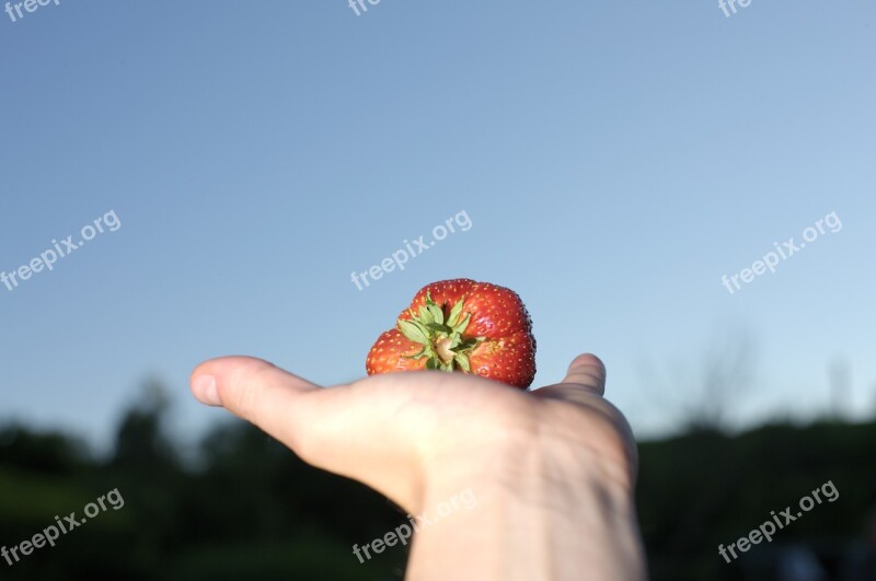 Strawberry Large Eat Fruit Vegetables