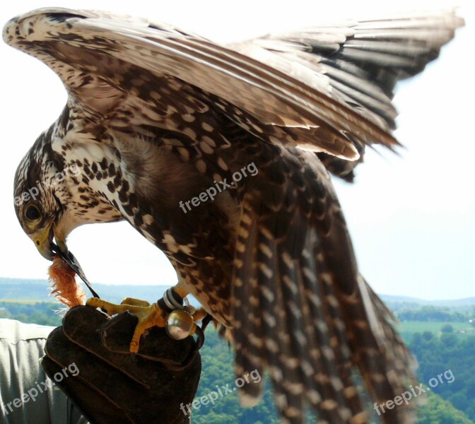 Eye Falcon Falkner Falconry Feather