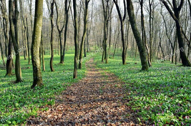 Spring Forest Trees Plant Sunlight