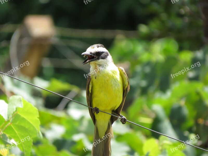 I Saw You Bird Nature Yellow Tropical Birds