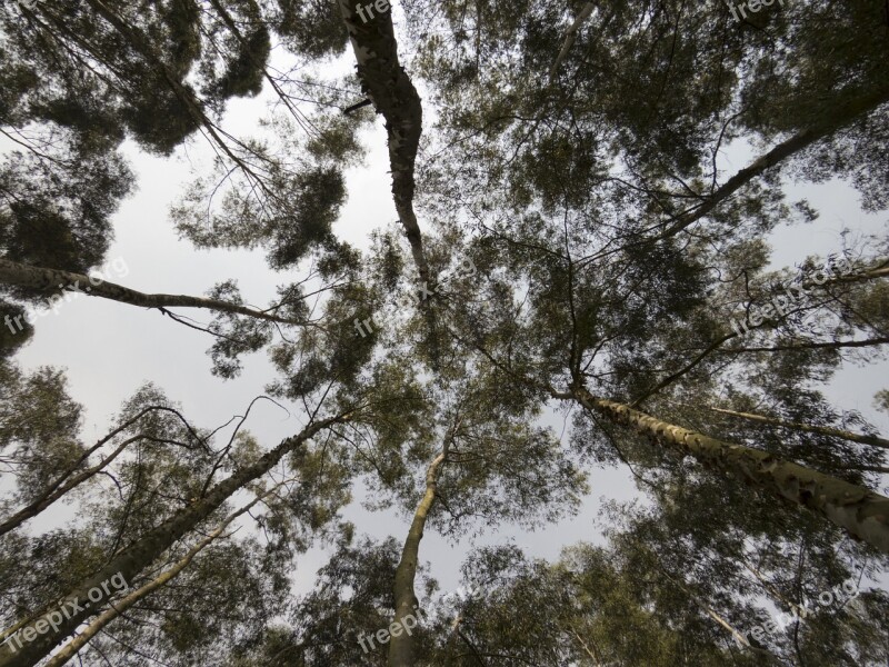 Eucaliptus Eucalyptus Forest Tree Plants