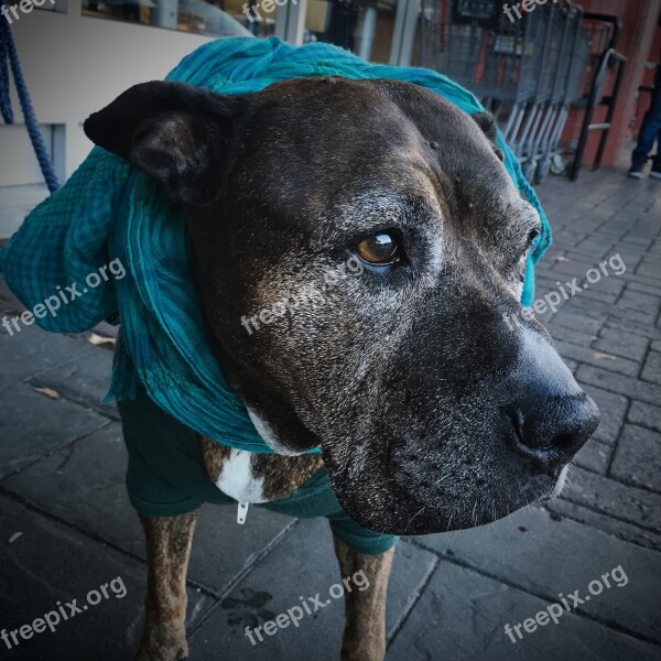 Dog Old Pitbull Elderly Dressed Up