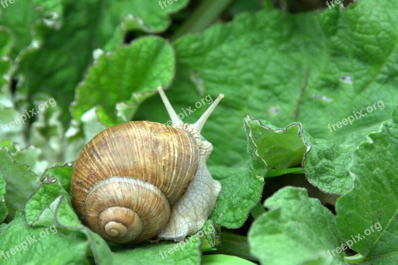 Snail Winniczek Animal Seashell Nature