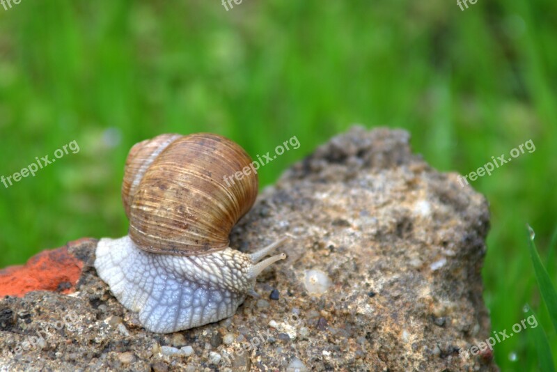 Snail Winniczek Animal Seashell Nature