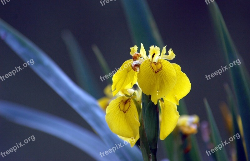 Iris Flower Yellow Petal Nature