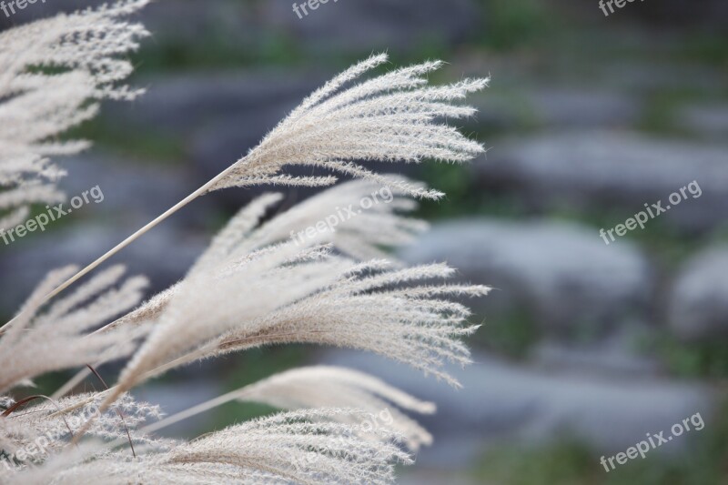 Reed ヨシ 芦 苇 Common Reed Dry