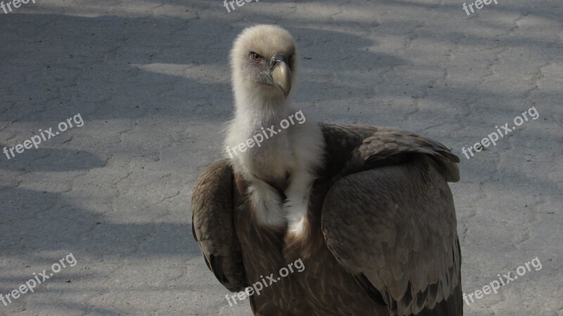 Griffon Vulture Animal World Zoo Close Up Head