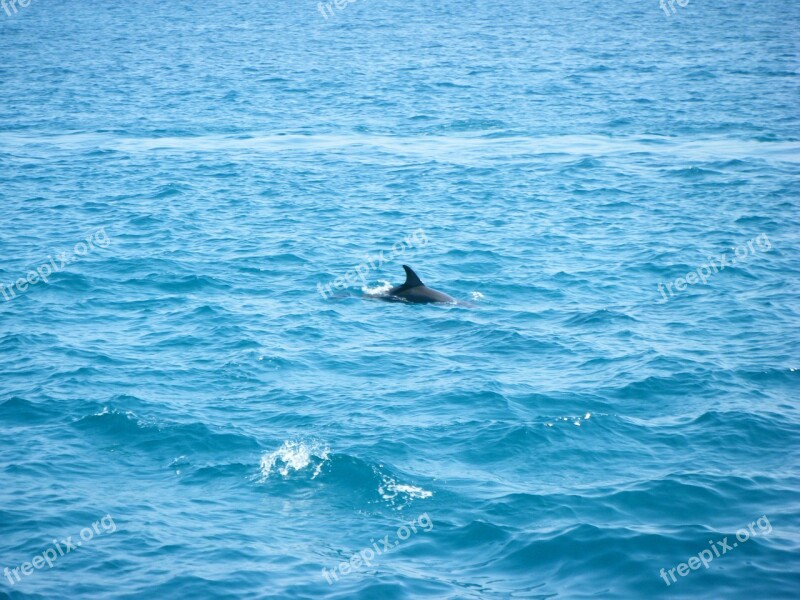 Sea Dolphin Blue Free Photos