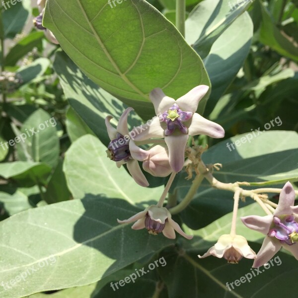 Flowers Caribbean Diversity Venezuela Choroni