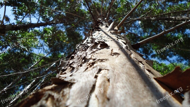 Flying Nature Green Tree Old Tree