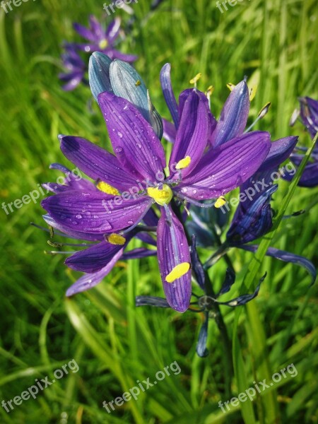 Grass Widow Satin Flower Purple Eyed Grass British Columbia Victoria