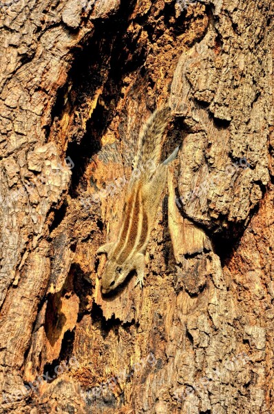 Siberian Chipmunk Animal Pet Tree Rodent