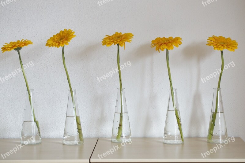 Gerbera Yellow Flower Blossom Bloom