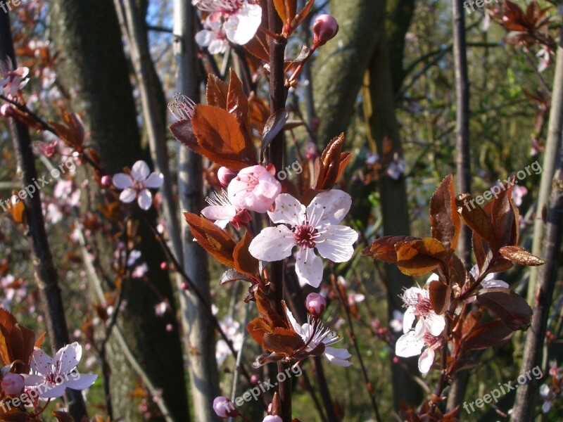 Pink Flower Branch Blossom Bloom Spring