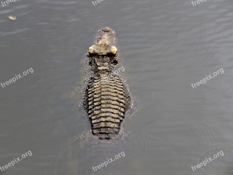 Crocodile Gad Skin Animals Cuban Crocodile