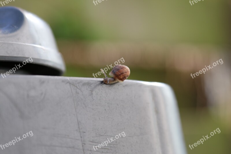 Animal Snail Tiny Nature Miniature