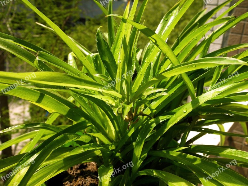 Green Spring Hanging Basket Spider Plant Drops