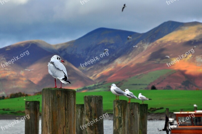 Gulls England Cumbria Derwentwater Lake