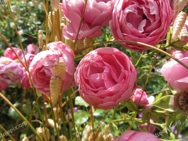 Pink Flower Rosebush Free Photos