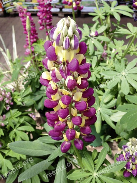 Lupine Lupinus Lupinus Polyphyllus Yellow Purple Yellow