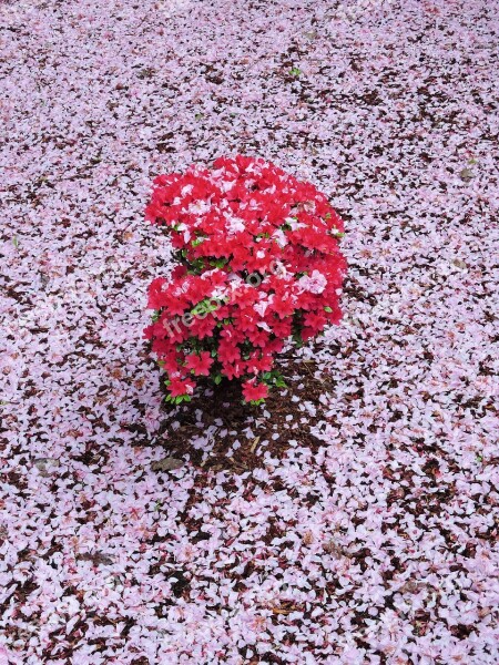 Pink Red Azalea Spring Flower