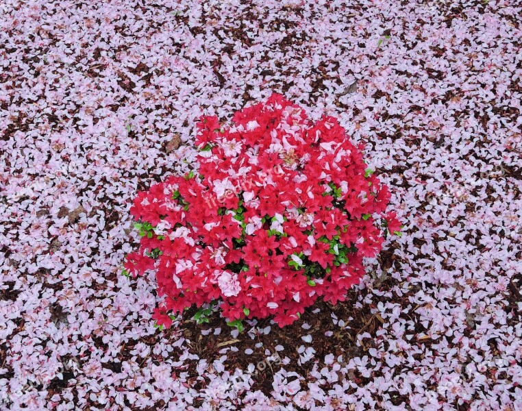 Pink Red Azalea Spring Flower