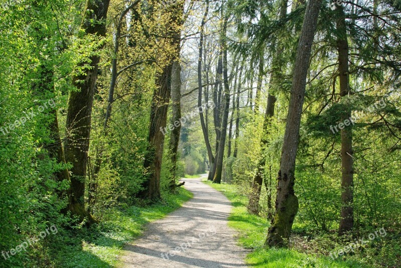 Spring Away Trees Nature Forest