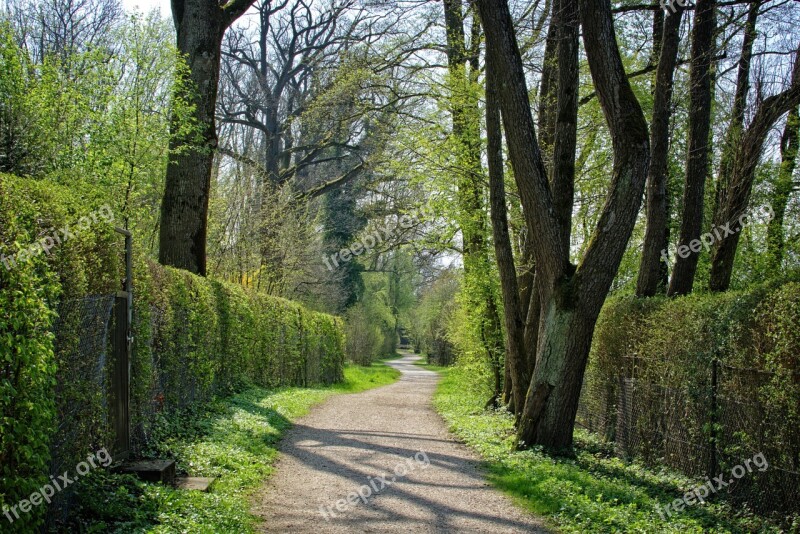 Spring Away Trees Nature Forest