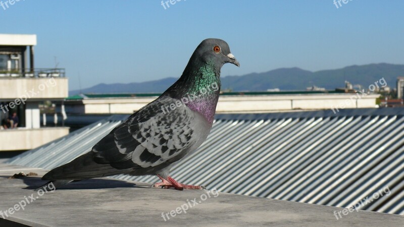 Sofia Nature Birds Pigeon Roof