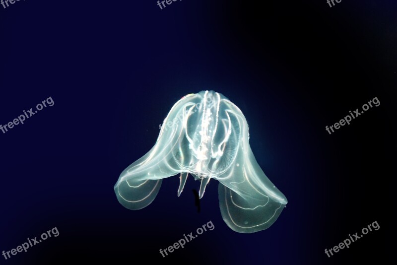 Jellyfish Sea Cnidarians Marine Animal Urticant