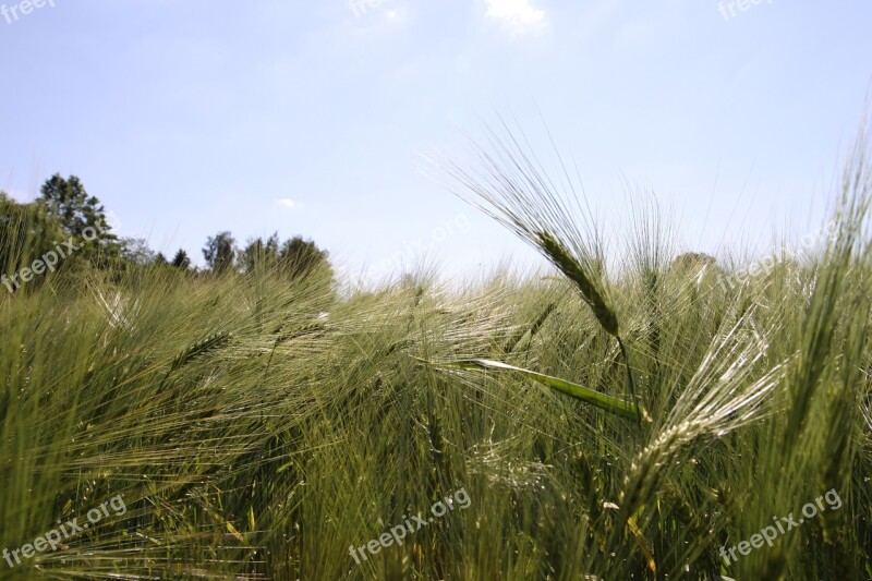 Blue Sky Winter Barley Barley Agriculture Green