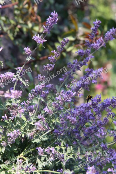 Catnip Hummel Flower Blossom Bloom