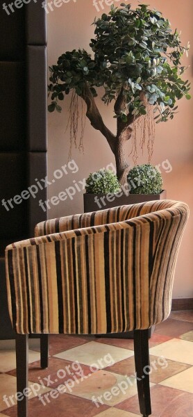 Cafe Chair Plant Gastronomy Seat