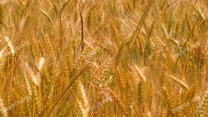 Wheat Harvest Morocco Wheat Fields Epi