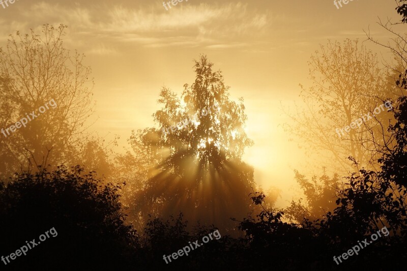 Landscape Tree The Fog Nature In The Morning