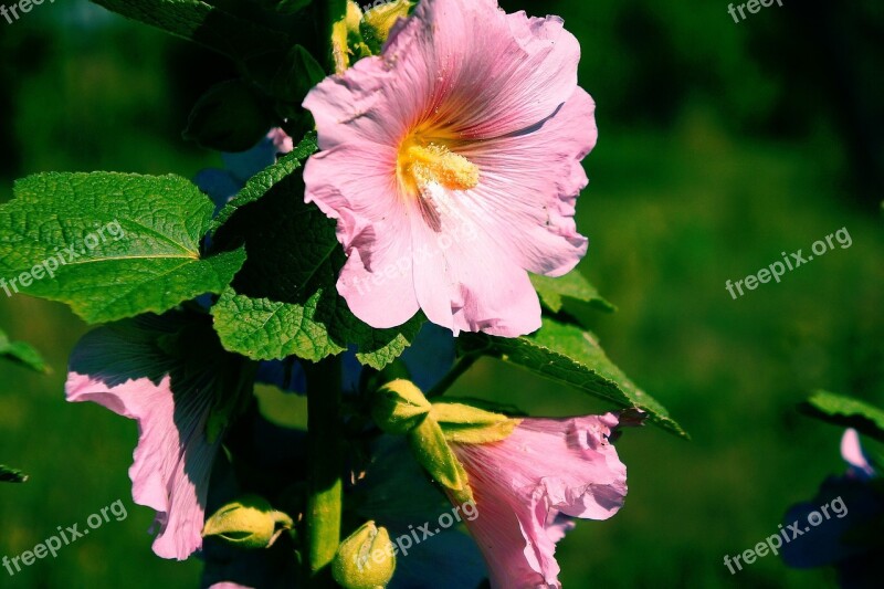 Flower Mallow Pink Nature Garden