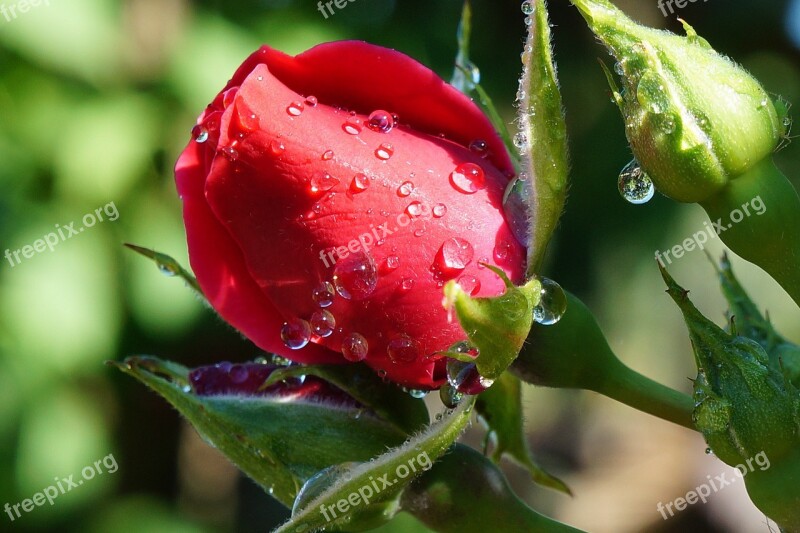 Rose Red Drops Rosa Nature