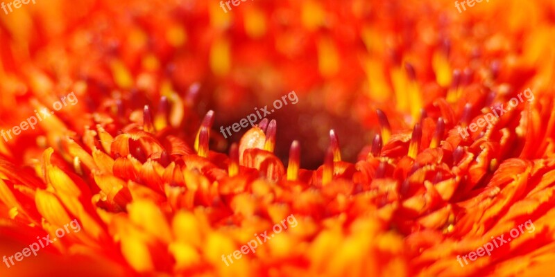 Flowers Macro Floral Lace Flower Close Up