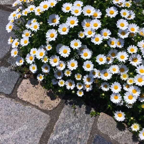 Daisy Margaret Flower Bed Flowers White