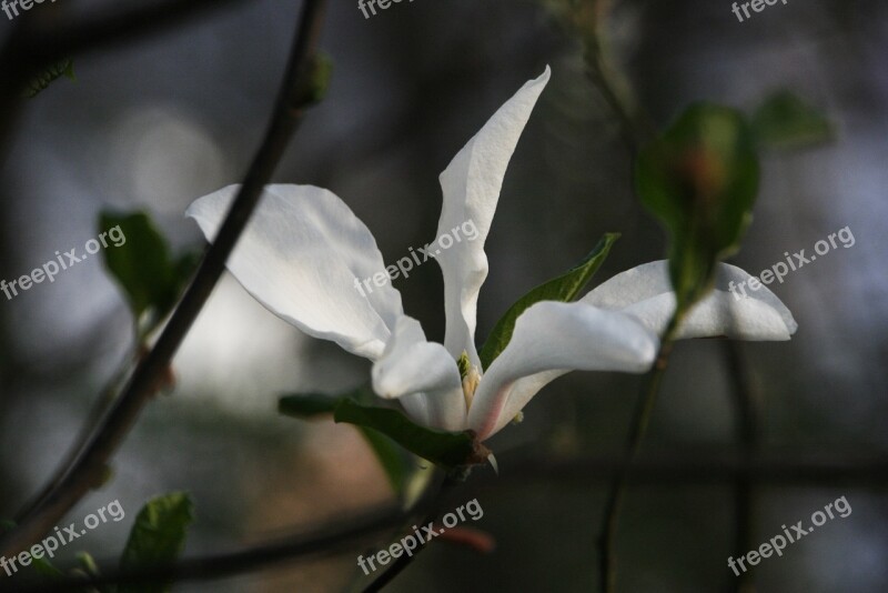 Mountain Magnolia Magnolia Spring Spring Flowers Jeonju