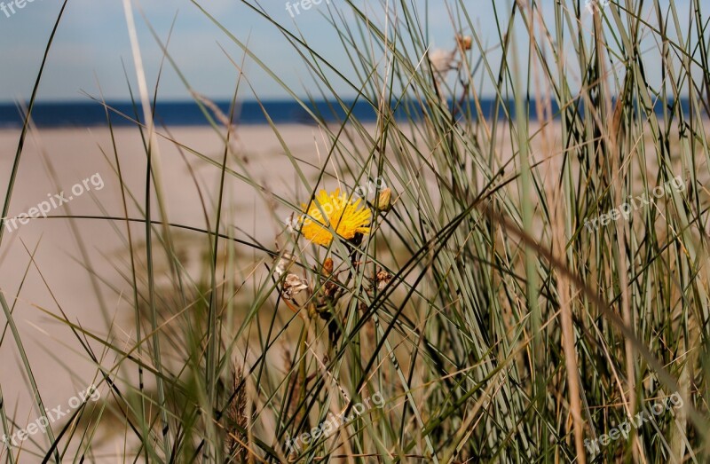 Beach Langeoog North Sea East Frisia Island