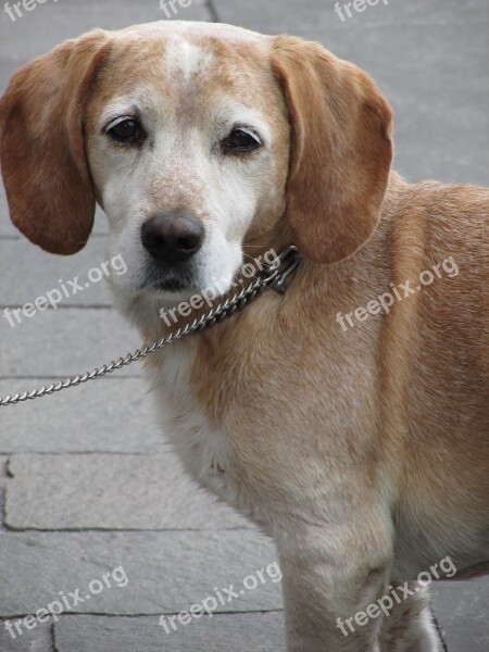 Dog Road Red Dog Animal Watch