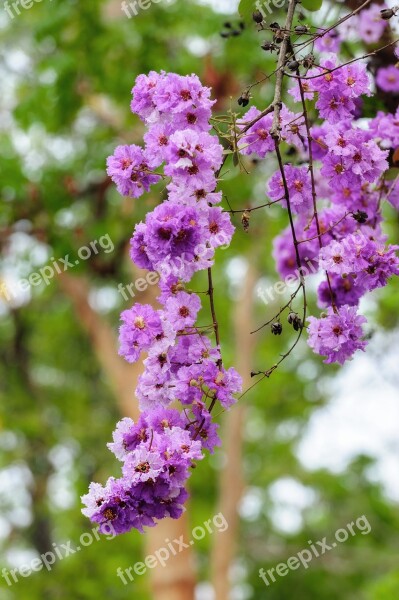 Abstract Background Beautiful Beauty Bloom