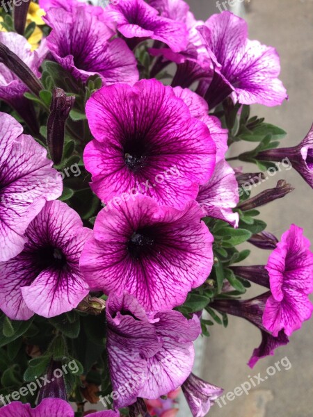 Petunia Pink Balcony Plant Flowers Ornamental Plant