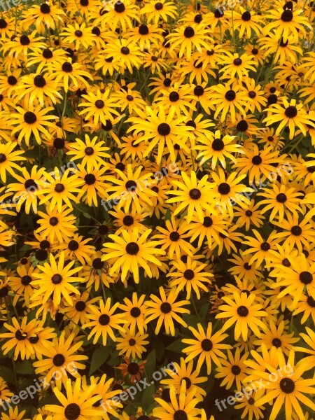 Rudbeckia Summer Flower Yellow Flower Flowers