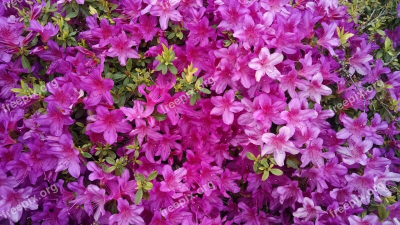 Flowers Azaleas Violet Brilliant Floral