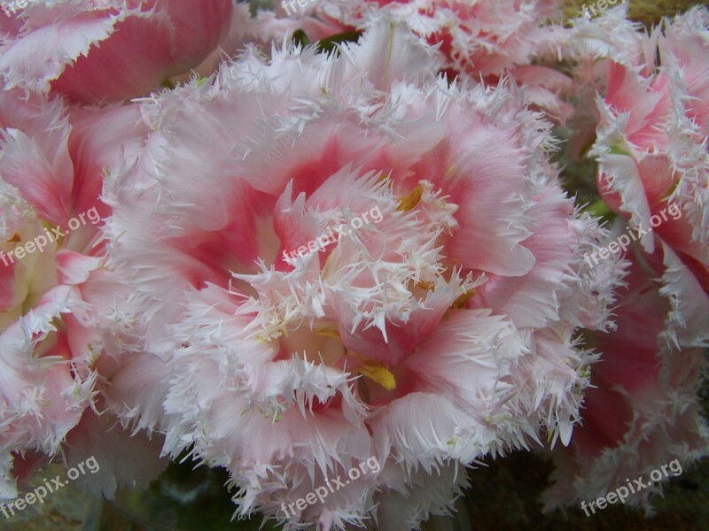 Tulip Bouquet Pale Pink Cut Flower Free Photos