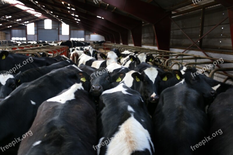 Cows Agriculture Rural Life Lowland Shoe Black And White