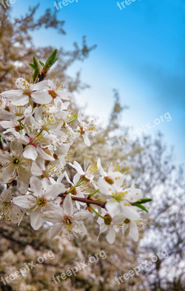 Spring Tree Flowers The Delicacy Blooms