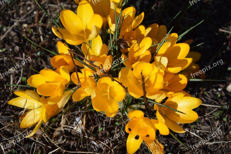 Crocus Flowers Yellow Spring Free Photos